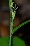 Carex hitchcockiana Dewey