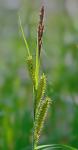 Carex hyalinolepis Steudel