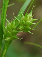 Carex intumescens Rudge var. intumescens