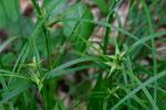 Carex intumescens Rudge var. fernaldii Bailey