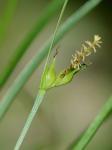 Carex jamesii Schweinitz