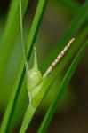 Carex jamesii Schweinitz