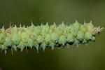 Carex joorii Bailey