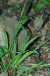 Carex kraliana Naczi & Bryson