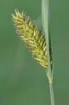 Carex lacustris Willdenow