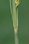 Carex lacustris Willdenow