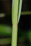 Carex laevivaginata (Kukenth.) Mackenzie