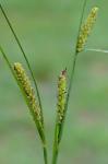 Carex lasiocarpa Erhr. var. americana Fernald