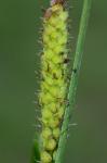 Carex lasiocarpa Erhr. var. americana Fernald