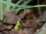 Carex laxiculmis Schweinitz