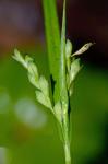 Carex leptonervia (Fernald) Fernald
