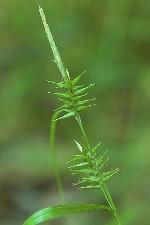 Carex lonchocarpa Willd. ex Sprengel