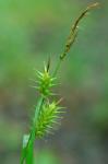 Carex louisianica Bailey