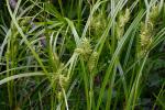 Carex lupuliformis Sartwell ex Dewey