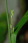 Carex manhartii Bryson