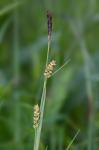 Carex meadii Dewey