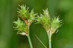 Carex molestiformis Rezn. & P. Rothr.