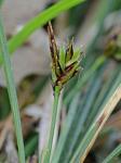 Carex nigromarginata Schweinitz