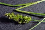 Carex oklahomensis Mackenzie