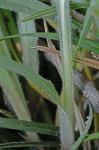 Carex oxylepis Torrey & Hooker