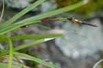Carex pedunculata Muhl. ex Willd. var. pedunculata