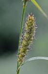 Carex pellita Willd.