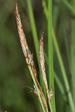 Carex pensylvanica Lam.