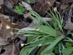 Carex platyphylla Carey