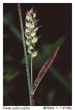 Carex polymorpha Muhl.