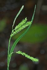Carex prasina Wahlenb.