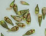 Carex radiata (Wahlenb.) Small
