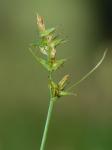 Carex texensis (Torr.) Bailey