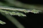 Carex roanensis F.J. Hermann