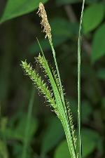 Carex scabrata Schweinitz