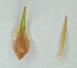 Carex scoparia Schk. ex Willd.