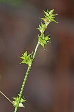 Carex seorsa Howe in Gordinier & Howe