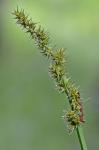 Carex stipata Muhl. ex Willd. var. maxima Chapman ex Boott