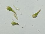 Carex stipata Muhl. ex Willd. var. stipata
