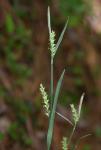 Carex striatula Michaux