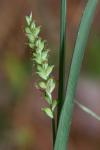 Carex striatula Michaux