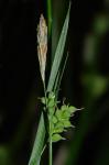 Carex styloflexa Buckley