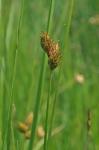 Carex suberecta (Olney) Britton