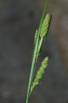 Carex swanii (Fernald) Mackenzie