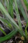 Carex swanii (Fernald) Mackenzie