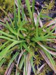 Carex tonsa (Fernald) Bicknell