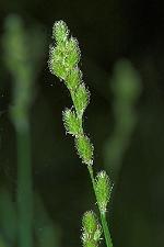 Carex tribuloides Wahlenb. var. tribuloides