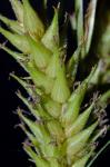 Carex trichocarpa Willd.