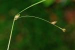 Carex trisperma Dewey