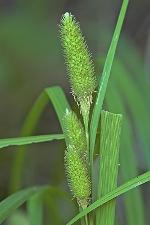 Carex typhina Michaux