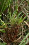 Carex umbellata Schk. ex Willd.